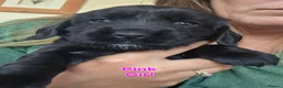Cocker Spaniel dogs for sale: Beautiful cocker spaniel puppies - Advert 8