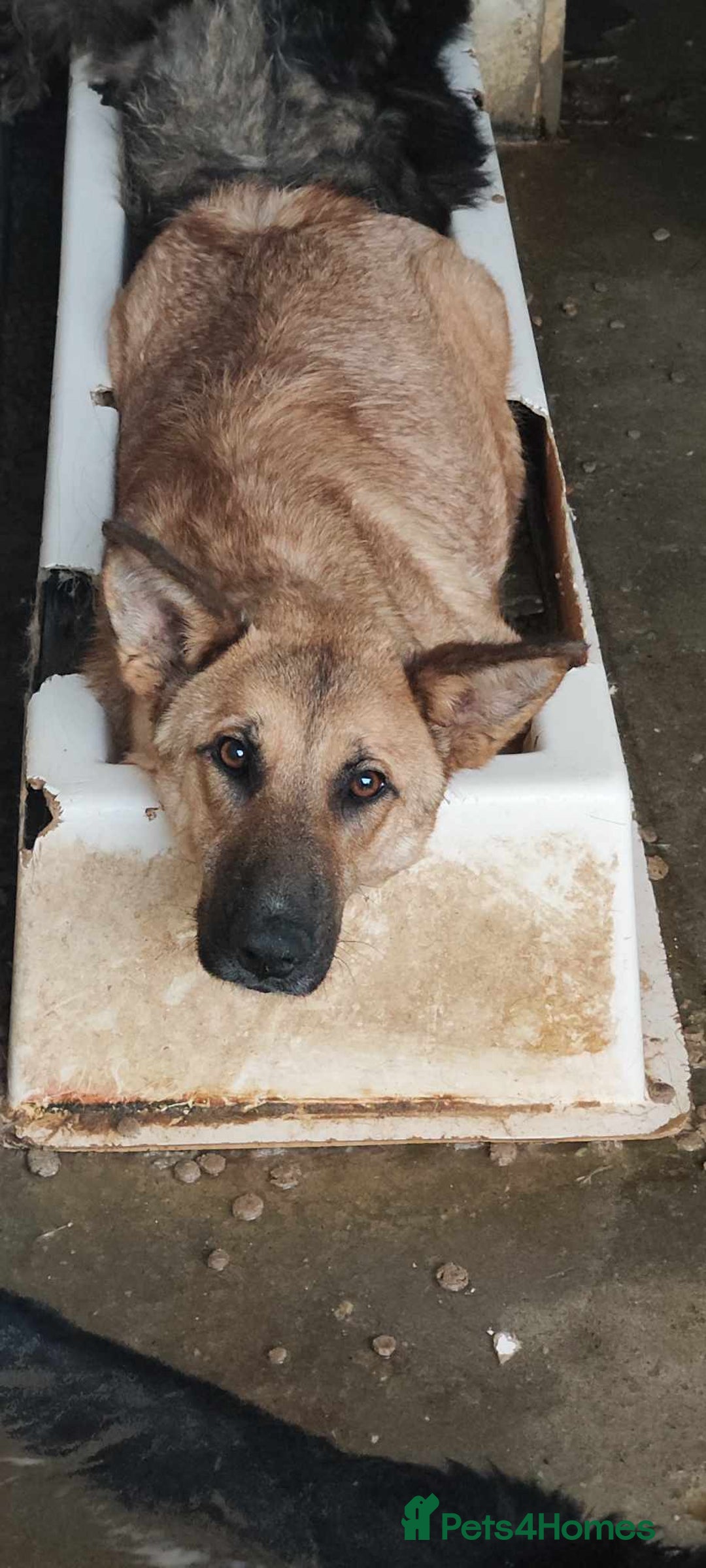 Mixed Breed dogs for adoption: 💛 Tara – 2 years behind bars, still smiling 💛 - Image 6