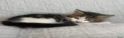 Maine Coon cats for sale: STUNNING MAINE COON KITTENS - Advert 19