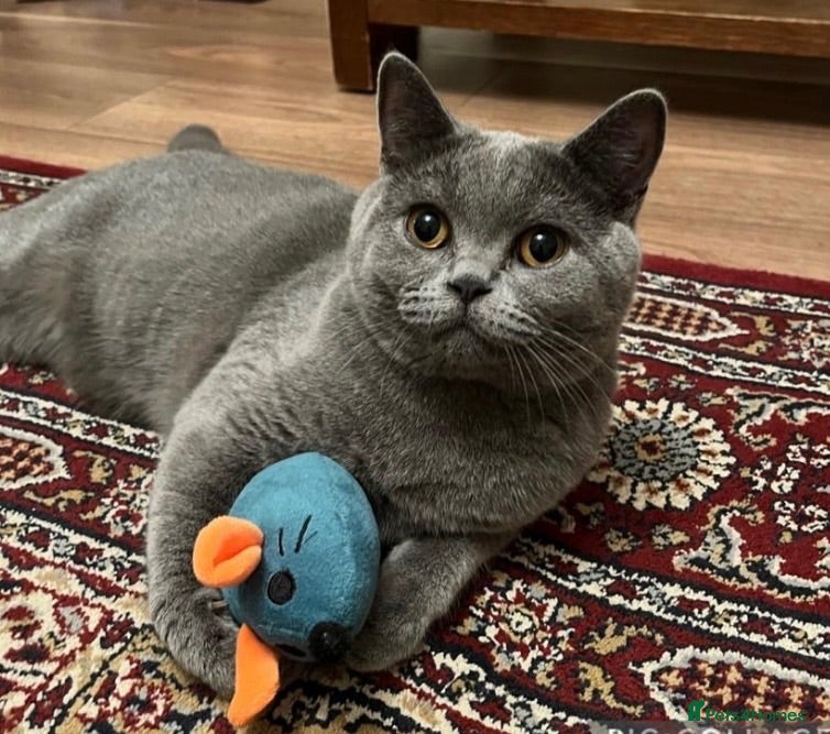 British Shorthair cats British Shorthair Male Cat – 3 Years Old/ Neutered - Advert 9