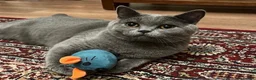 British Shorthair cats for sale: British Shorthair Male Cat – 3 Years Old/ Neutered in Birmingham - Advert 1