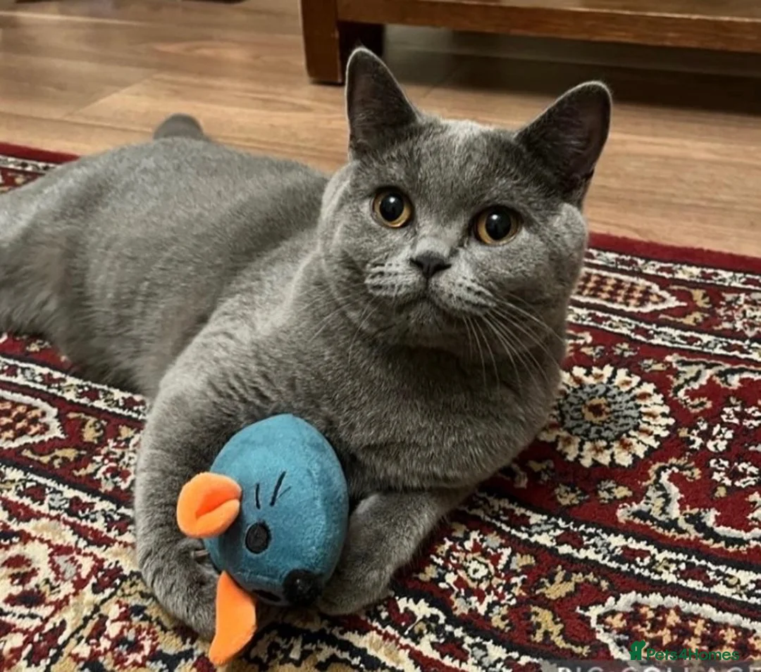 British Shorthair cats for sale: British Shorthair Male Cat – 3 Years Old/ Neutered in Birmingham - Advert 1
