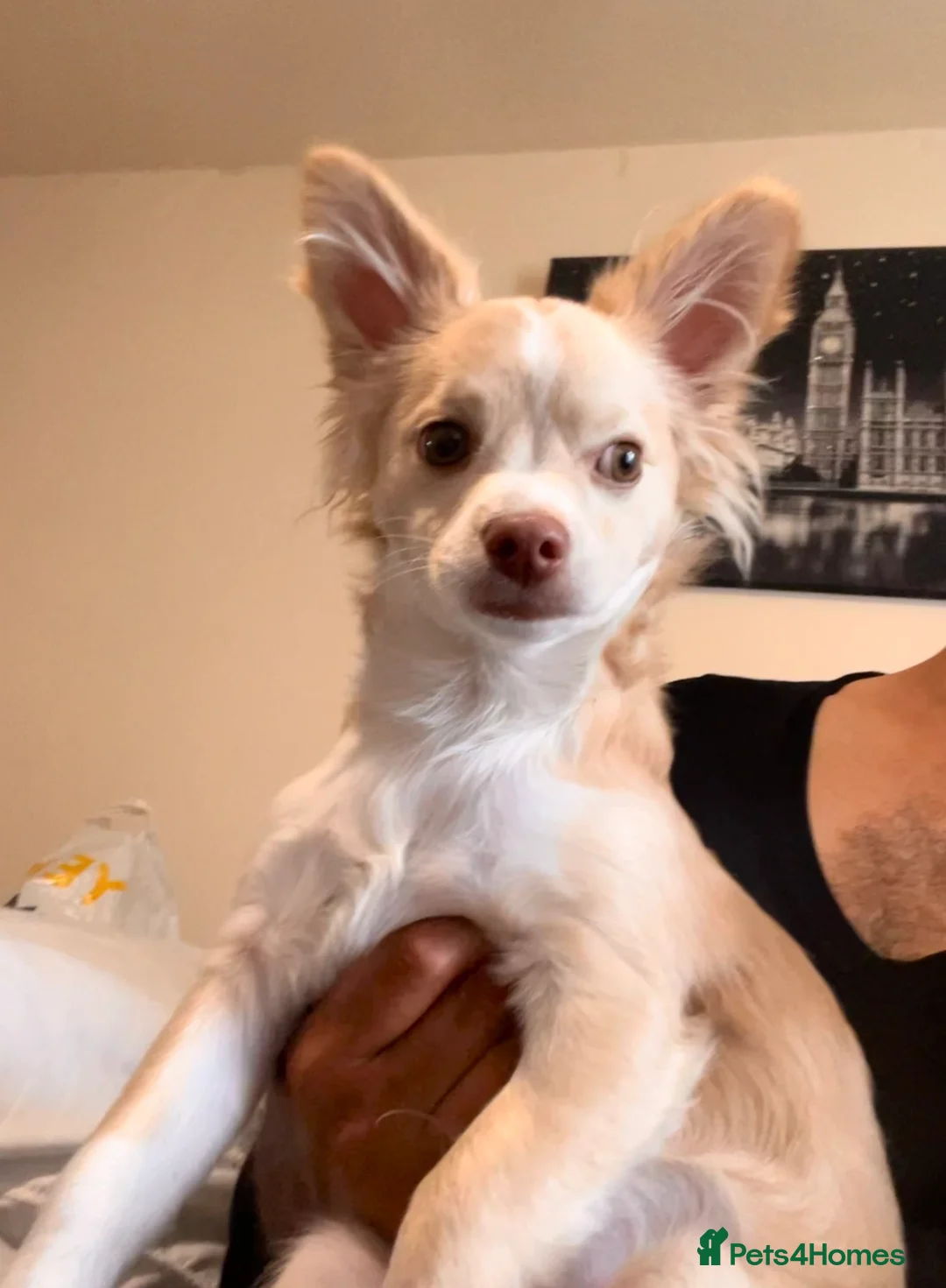 Mixed Breed dogs for sale: Rare chihuahua  - Advert 2