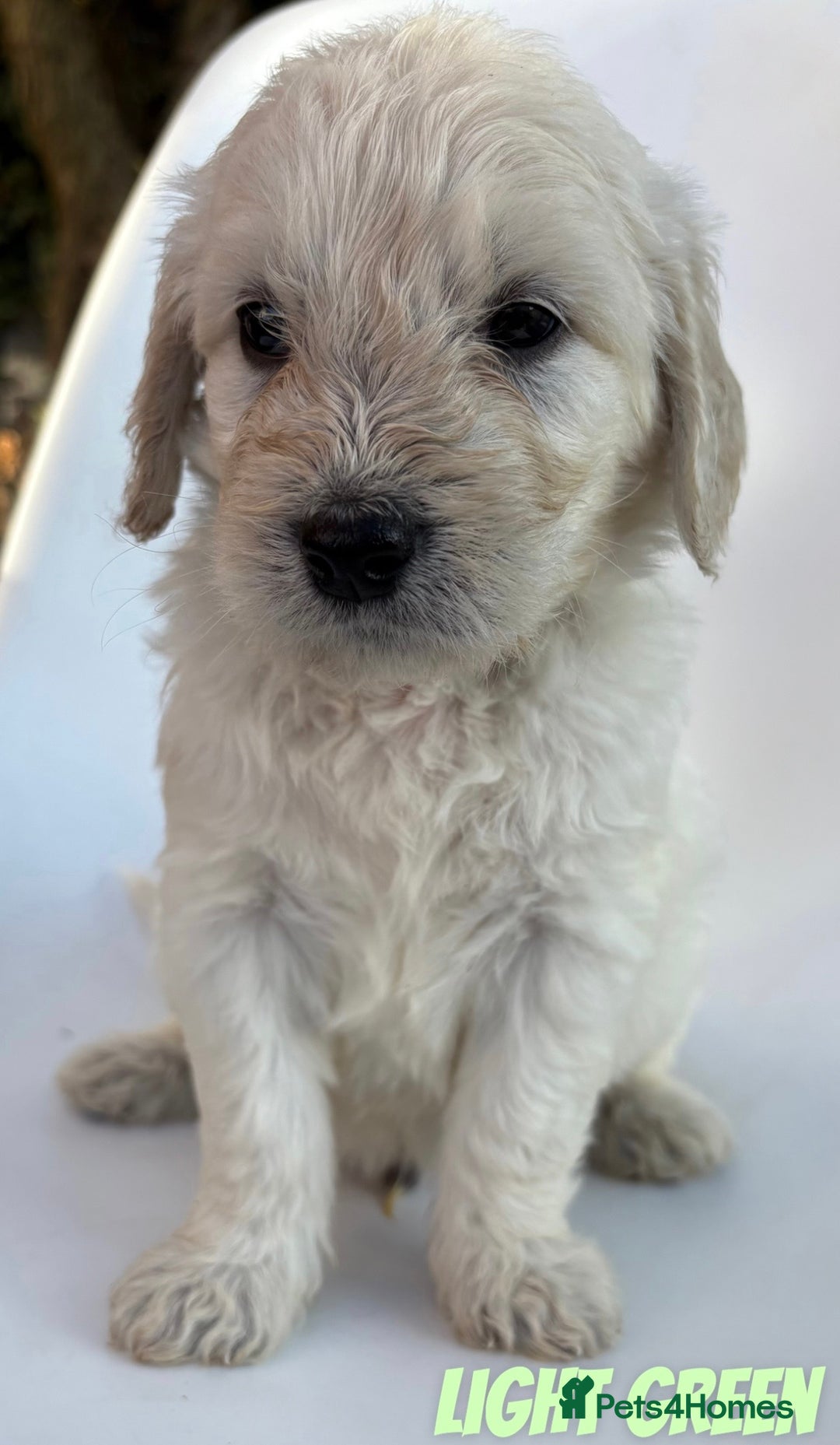 Mixed Breed dogs for sale: Beautiful litter of 10 Golden Doodles  - Image 5