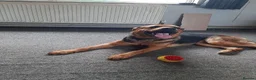 Mixed Breed dogs for sale: Narla  in Droitwich - Advert 6