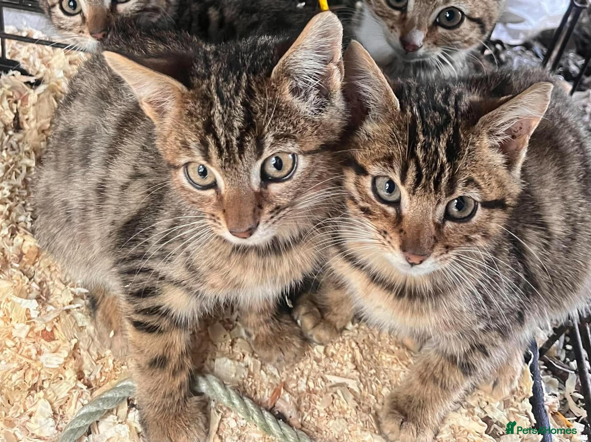 Mixed Breed cats for sale: Kittens for Sale - Advert 19