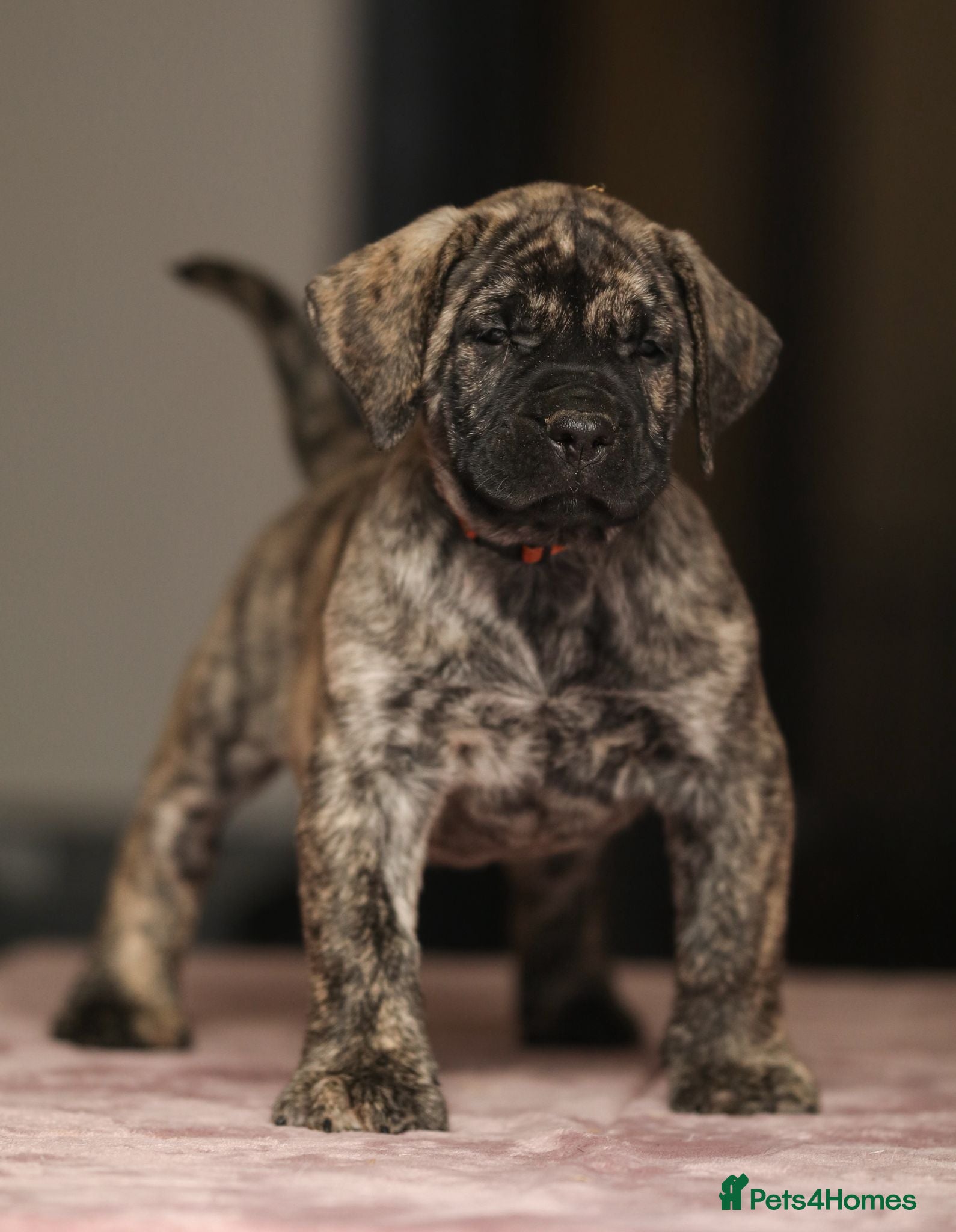 Presa Canario dogs Stunning Presa Canario Puppies  - Advert 1