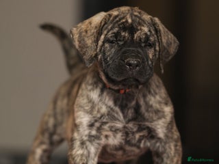 Presa Canario dogs Stunning Presa Canario Puppies - Advert 1