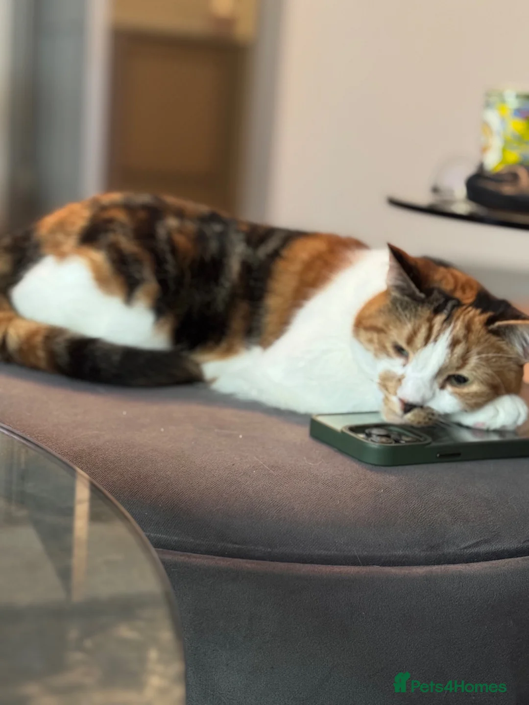 Mixed Breed cats for sale: A bonded pair needs a new home - Advert 2
