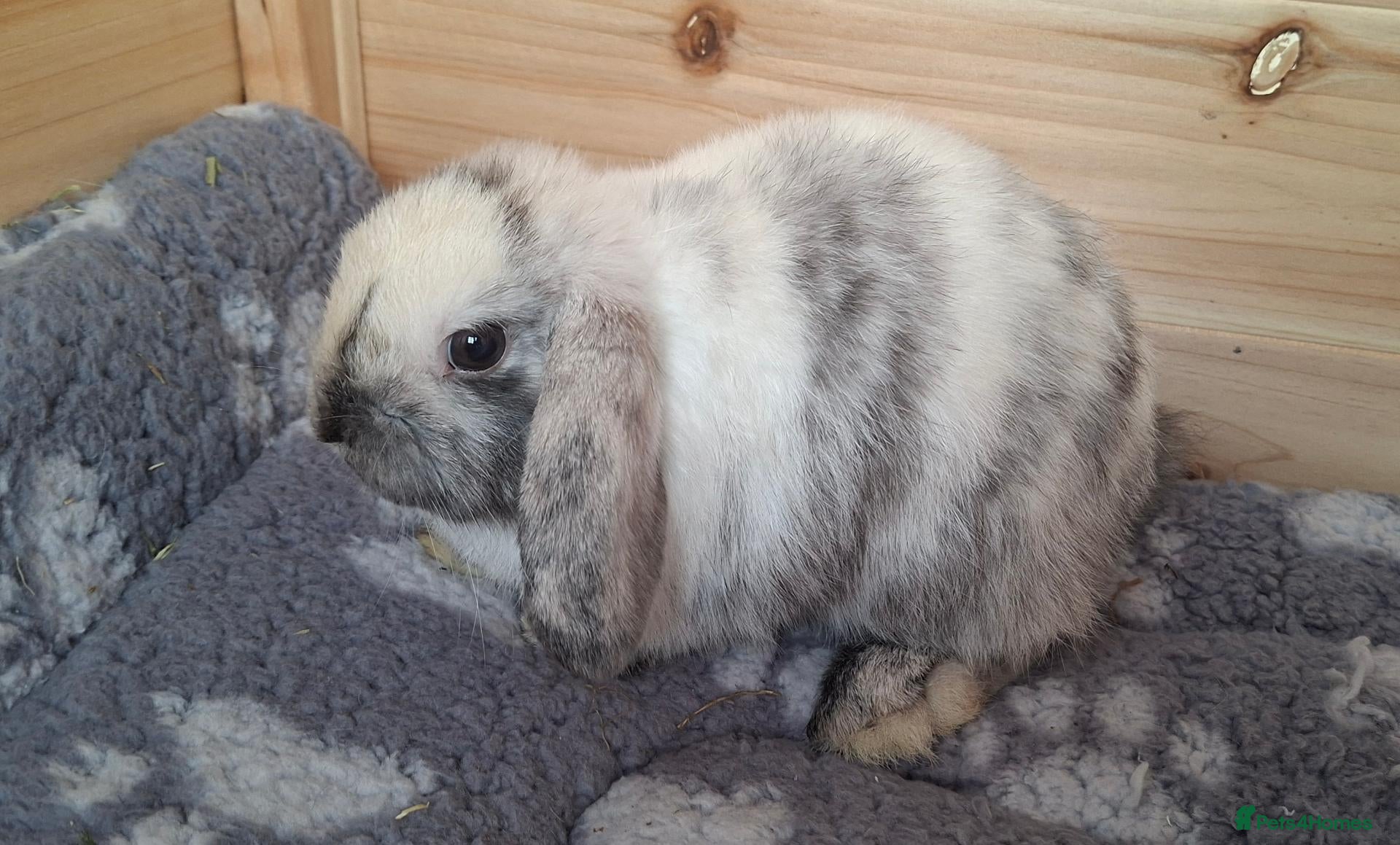 Mini Lop rabbits Mini lop Male - Advert 1