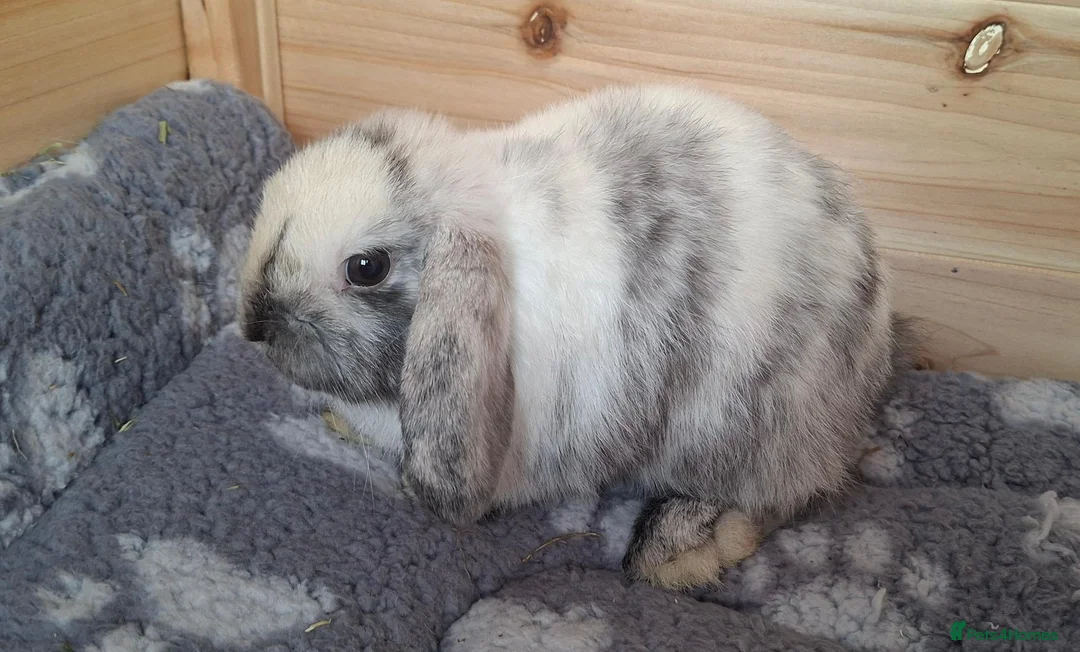 Mini Lop rabbits for sale: Mini lop Male in Norwich - Advert 1
