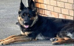 German Shepherd dogs for sale: Big beautiful big boned German Shepherd puppies - Image 14