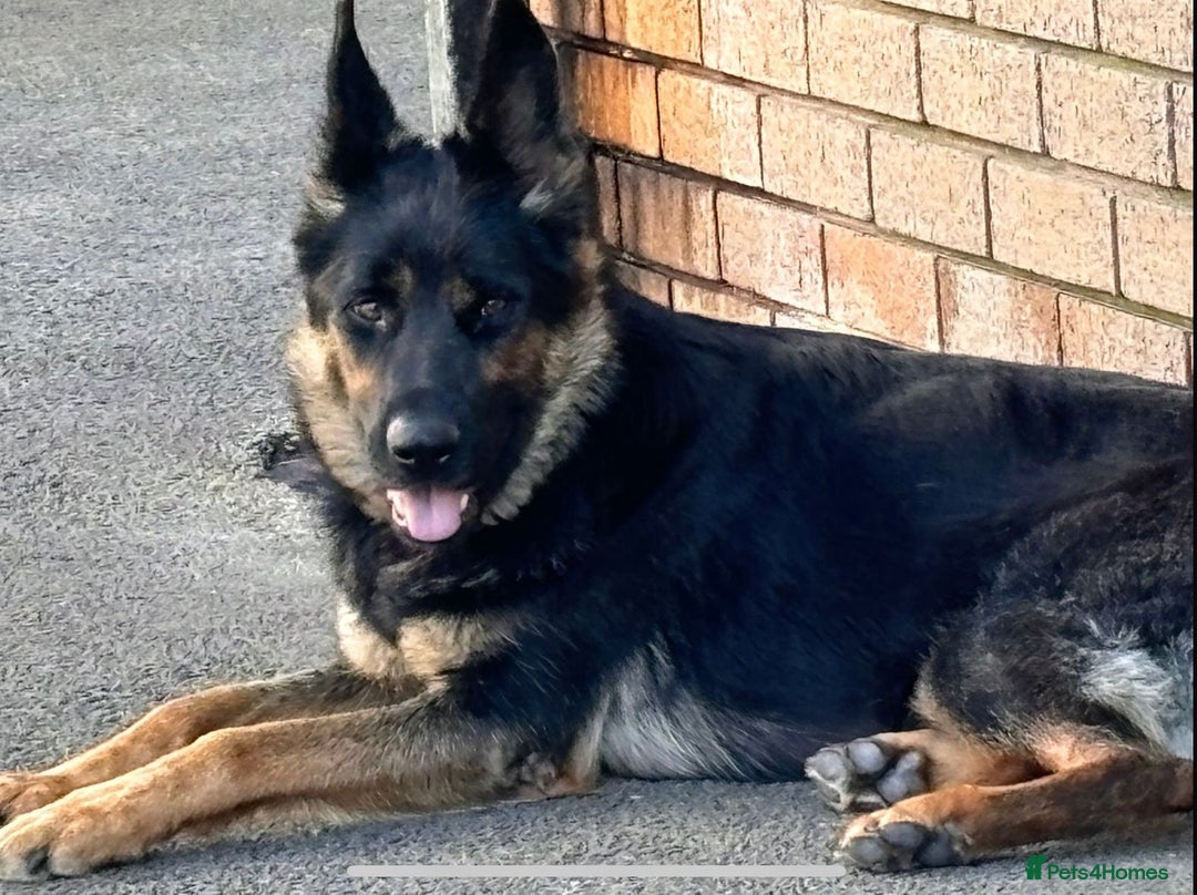 German Shepherd dogs for sale: Big beautiful big boned German Shepherd puppies - Image 14