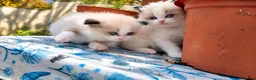 Ragdoll cats for sale: 2 beautiful Ragdoll kittens in High Wycombe - Advert 12