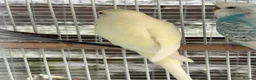 Budgerigars birds for sale: Baby budgies  - Advert 3