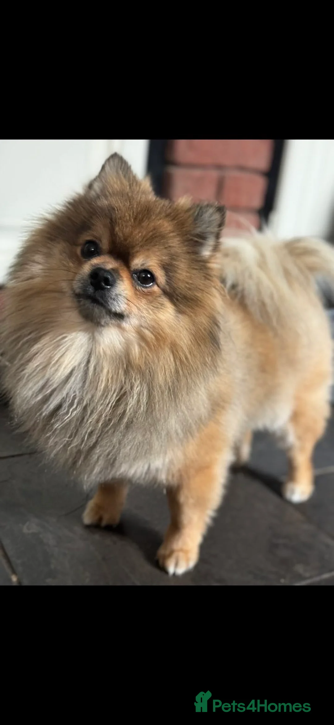 Pomeranian dogs for stud: Miniature Pom  - Advert 2