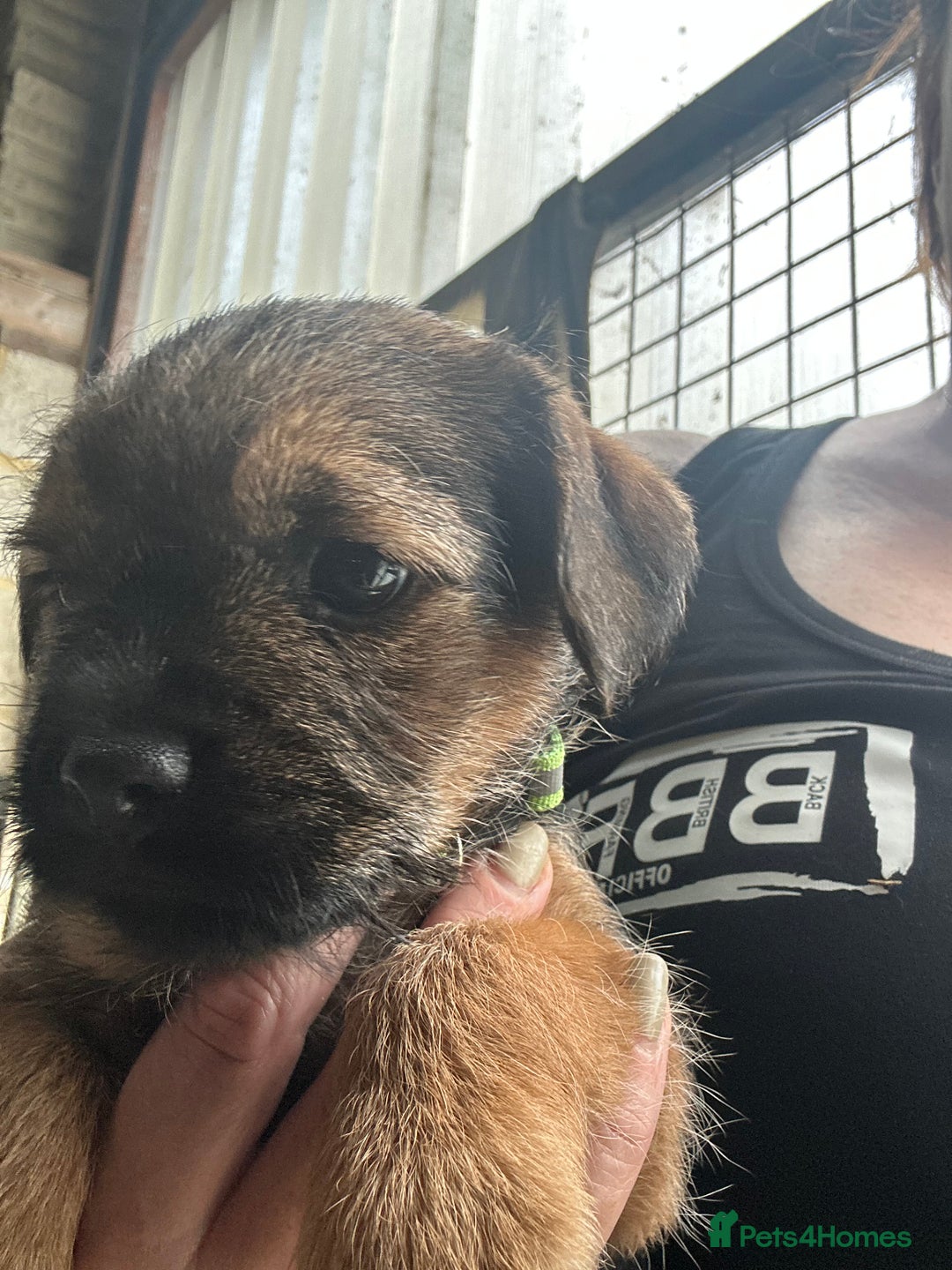 Border Terrier dogs for sale: Border Terrier Pups - Image 21