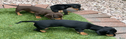 Miniature Dachshund dogs for sale: 2 Smooth Haired Minatare Dachshund Puppy Girls - Advert 4