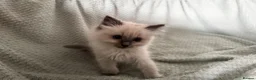 Ragdoll cats for sale: Beautiful pure ragdolls  - Advert 33