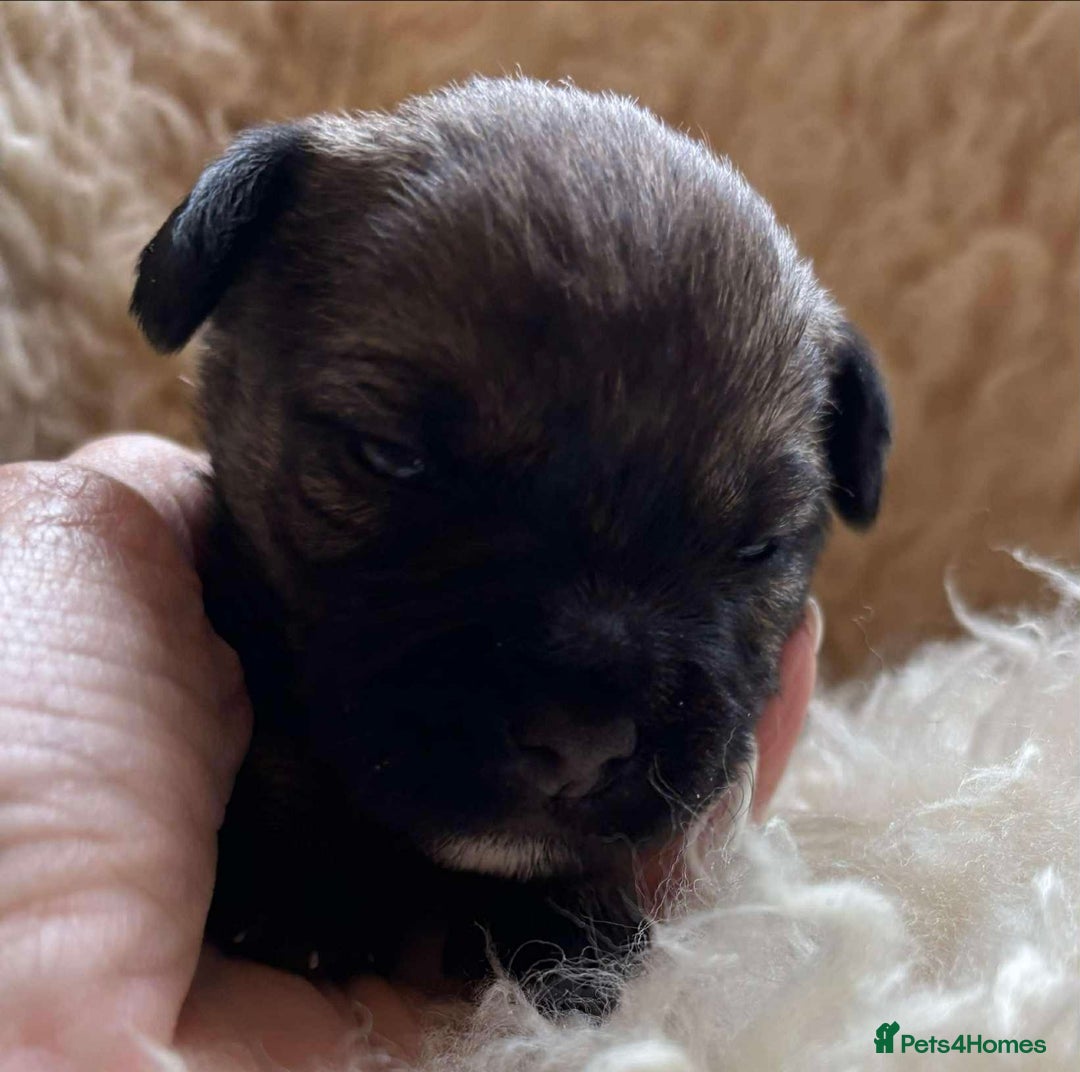 Border Terrier dogs for sale: Border Terriers  - Image 5
