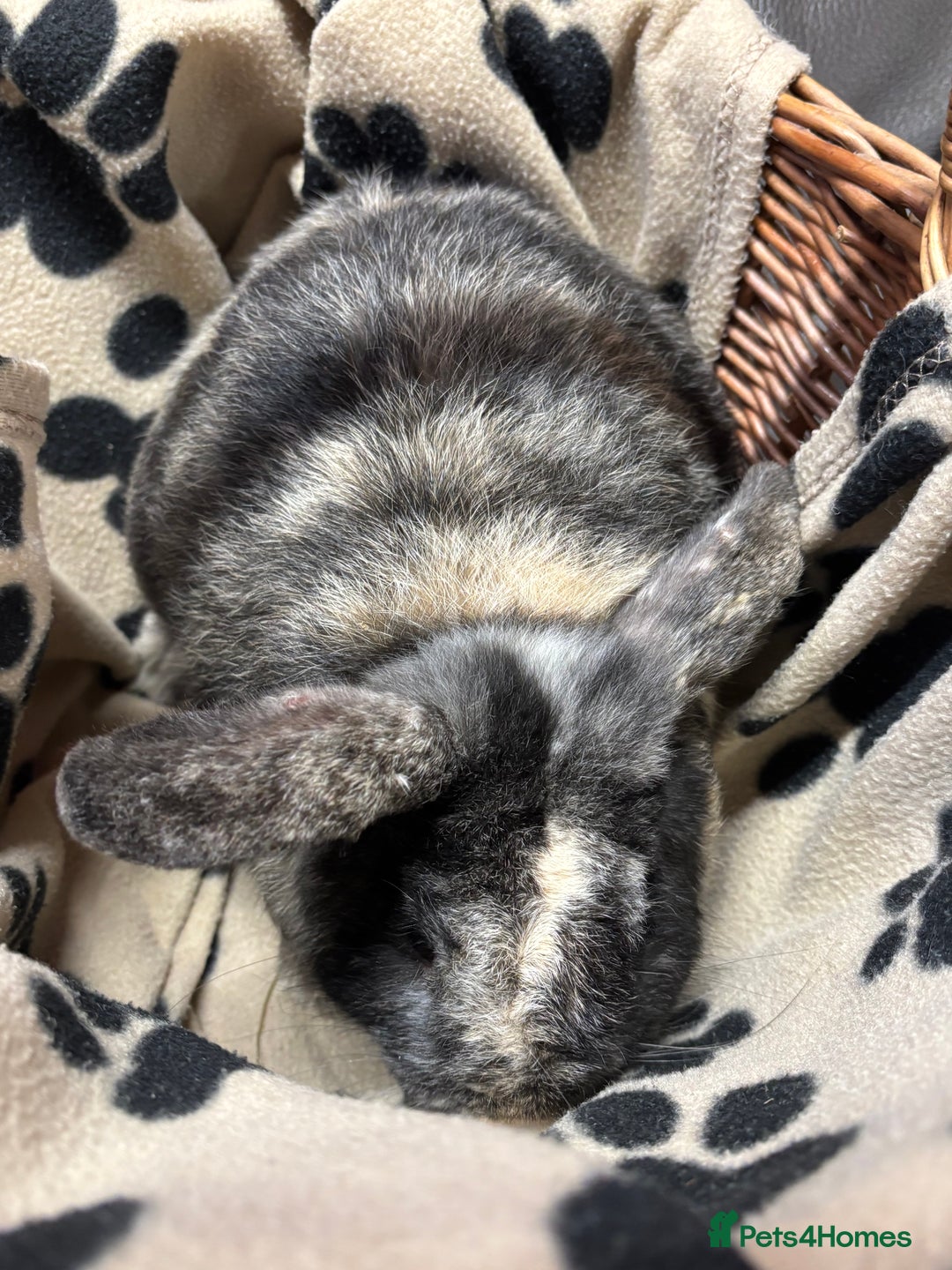 Lionhead rabbits for sale: Lionhead x rabbits for sale  - Advert 9