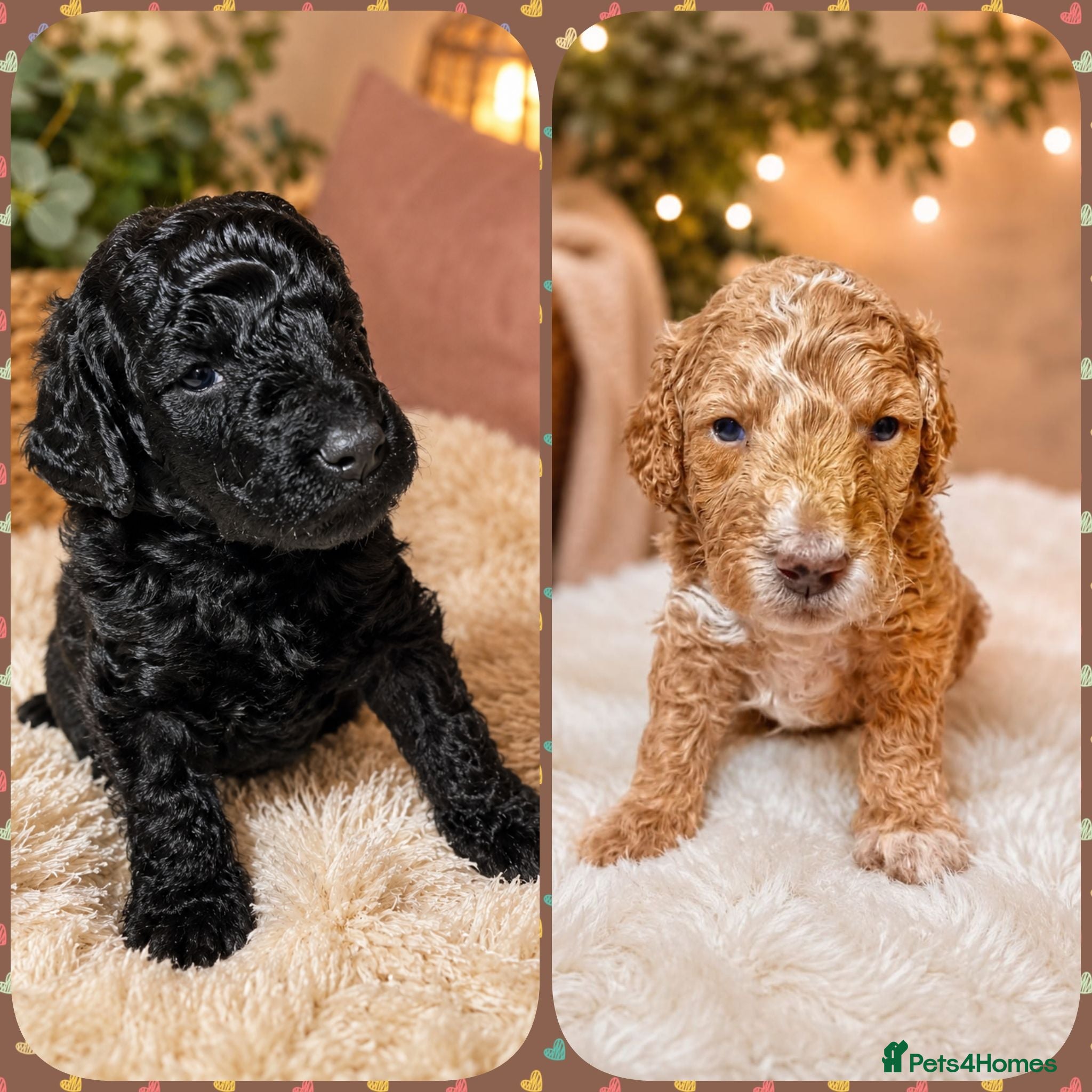 Cockapoo dogs 5⭐️ BEAUTIFUL TOY COCKAPOO PUPPIES⭐️⭐️  - Advert 1