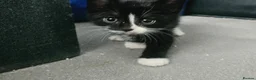 Mixed Breed cats for sale: Beautiful kittens in Haverfordwest - Advert 3