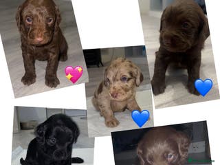 Labradoodle dogs Stunning labradoodle puppies - Advert 2