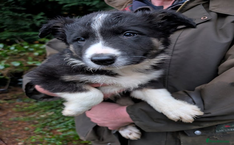 Border Collie dogs ONLY 1 ISDS BORDER COLLIE DOG PUPS LEFT - Advert 10