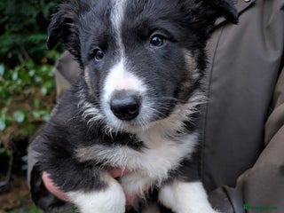 Border Collie dogs ONLY 1 ISDS BORDER COLLIE DOG PUPS LEFT - Advert 16