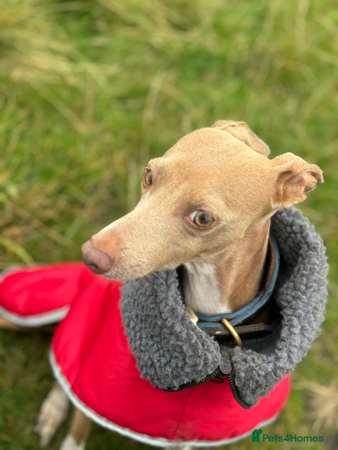 Italian Greyhound dogs for sale: Italian Greyhound Puppies – Champion Bloodlines - Advert 2