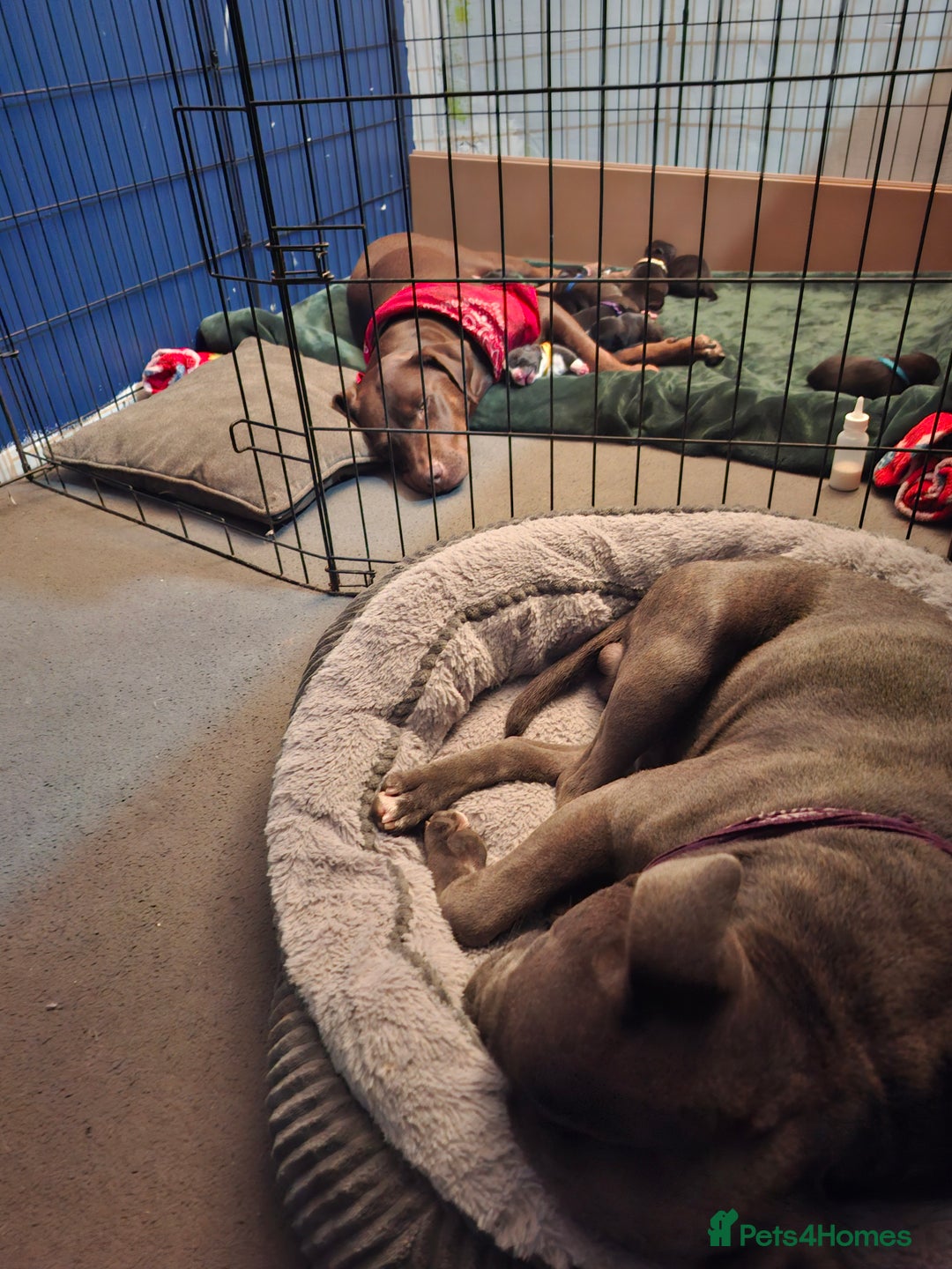 Mixed Breed dogs for sale: Lab/ staffys - Image 4