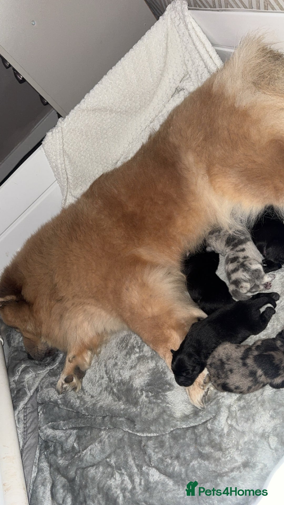 Chow Chow dogs for sale: Chow chow puppies for sale - Advert 3