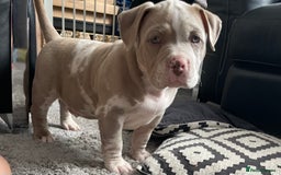 American Bully dogs for sale: Pocket bully’s  - Image 1