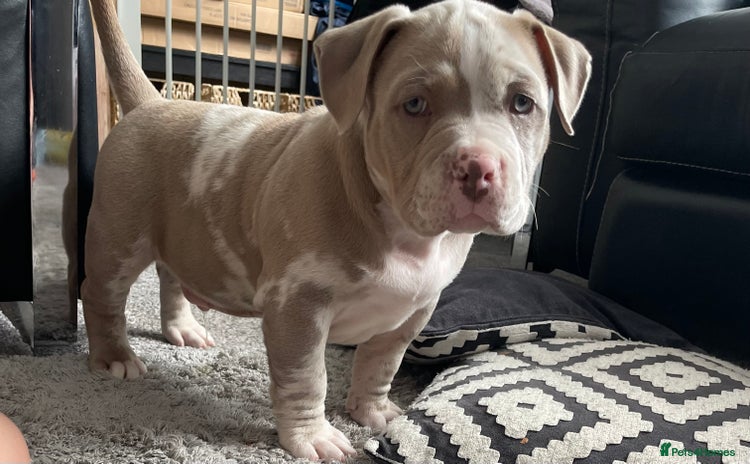 American Bully dogs - Advert 2