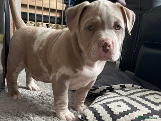 American Bully dogs - Advert 8