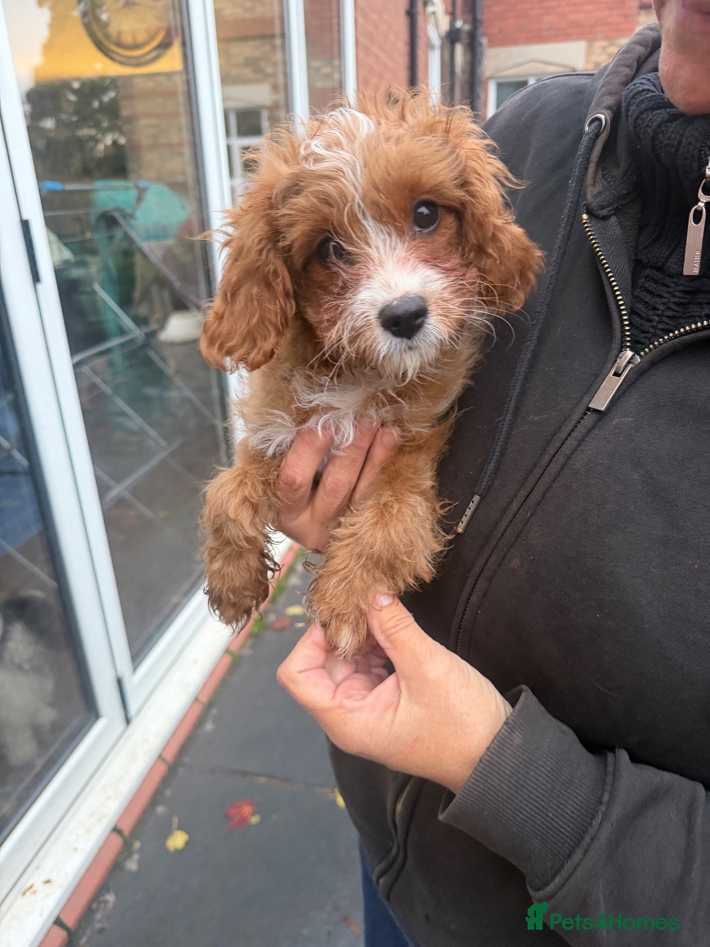 Cavapoo dogs for sale: Beautiful Litter of F1 Red Cavapoos Health Tested - Advert 2