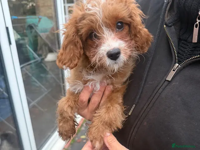 Cavapoo dogs for sale: Beautiful Litter of F1 Red Cavapoos Health Tested - Advert 2