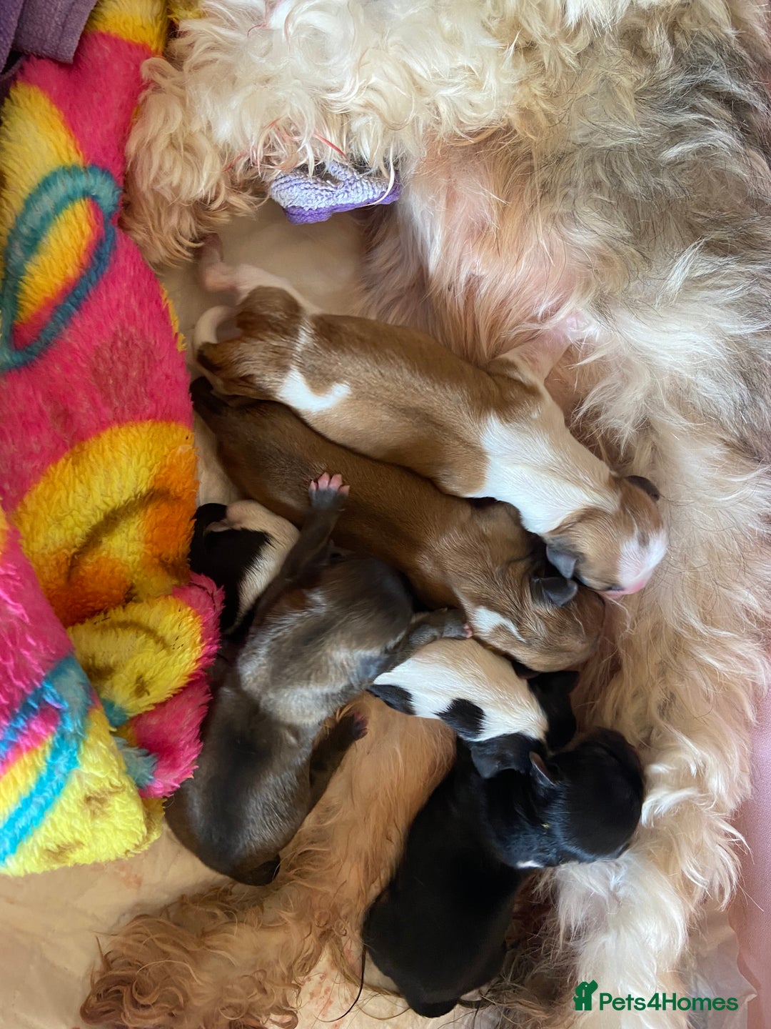 Lhasa Apso dogs for stud: KC registered experienced Champagne boy for stud in Chelmsford - Advert 10