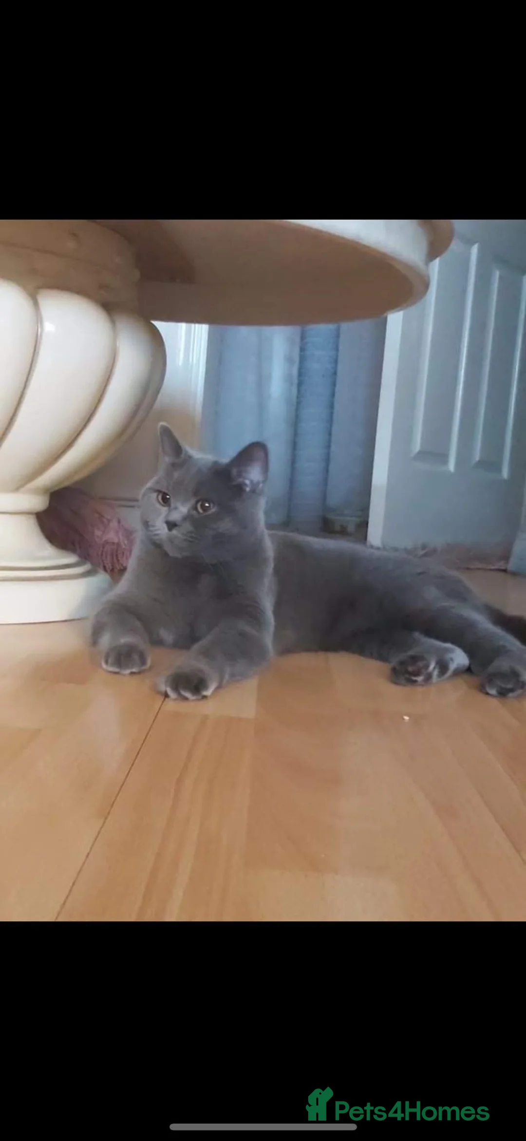 British Shorthair cats for sale: Female british shorthair kitten - Advert 2
