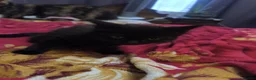 Mixed Breed cats for sale: Mixed breed kittens for sale - Advert 4