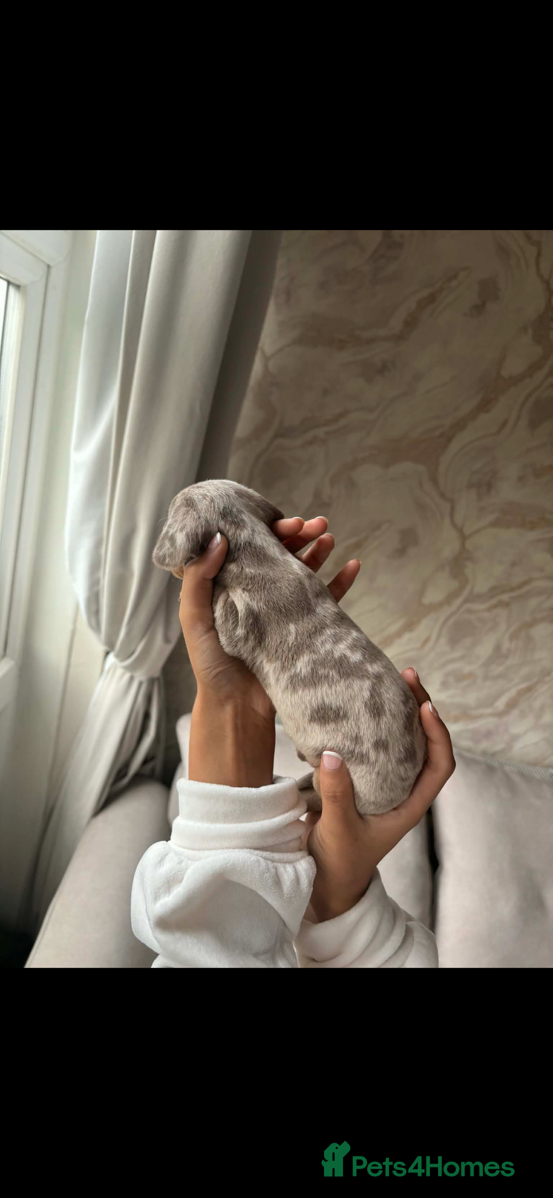 Miniature Dachshund dogs for sale: Beautiful litter of miniature dachshund  - Advert 8