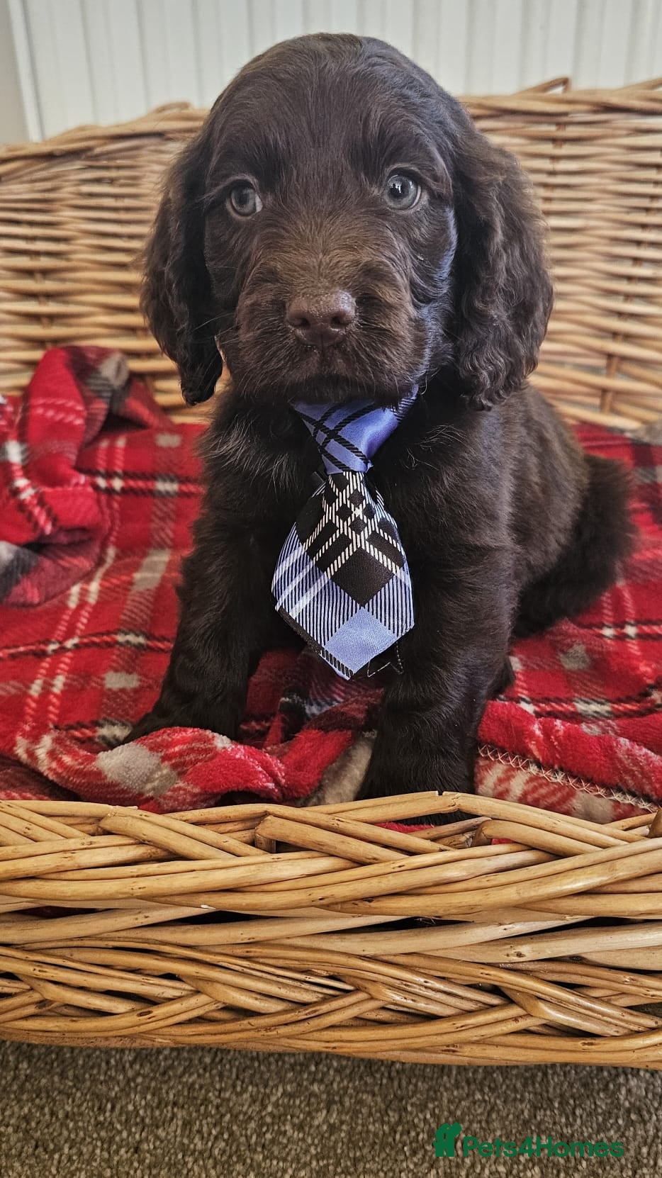 Cocker Spaniel dogs Ready now Beautiful cocker spaniel  - Advert 2