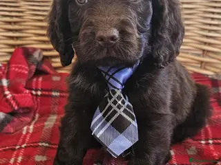 Cocker Spaniel dogs Ready now Beautiful cocker spaniel - Advert 2