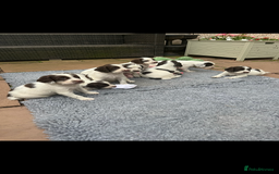 English Springer Spaniel dogs for sale: Oustanding DNA KC working Springer Spaniel pups - Image 17