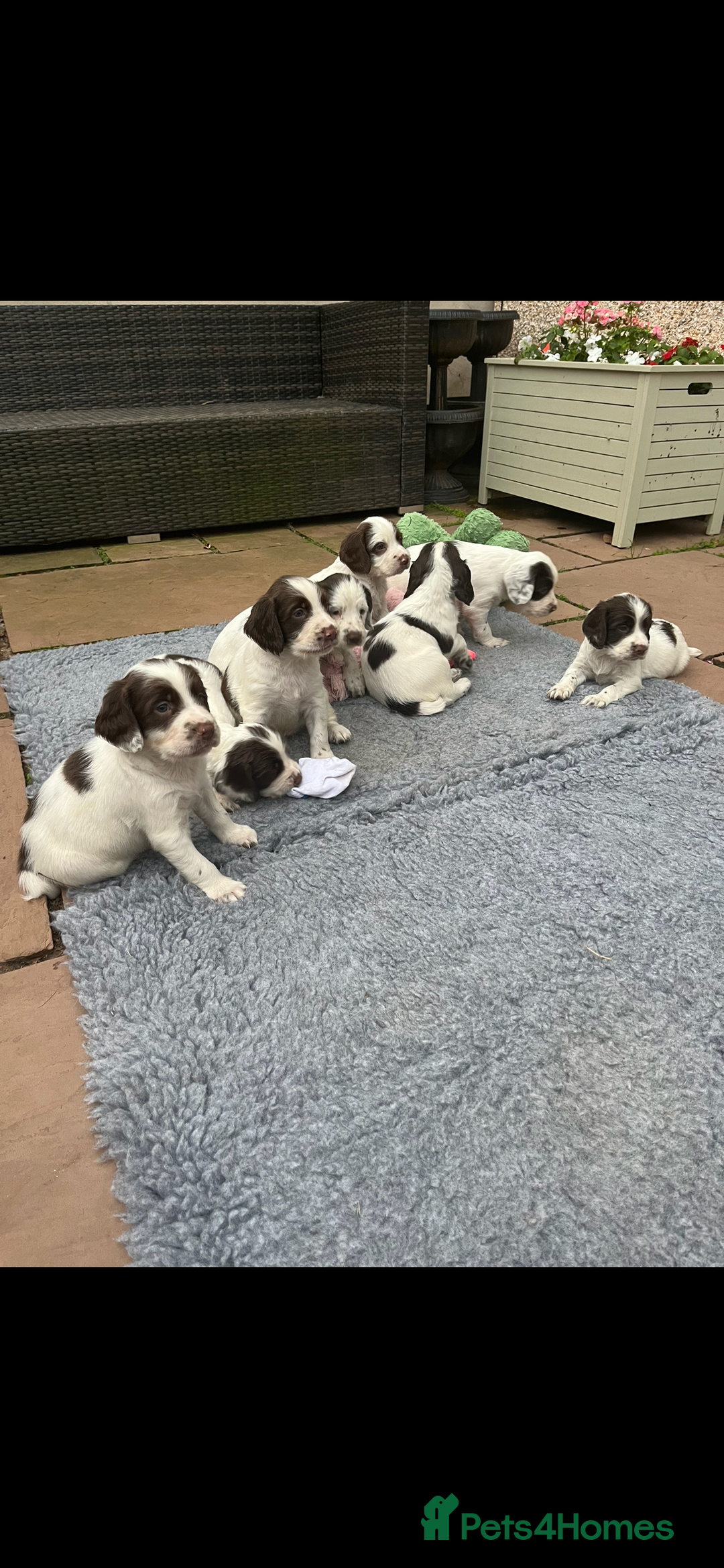 English Springer Spaniel dogs for sale: Oustanding DNA KC working Springer Spaniel pups - Image 17