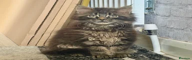 Maine Coon Kitten 1
