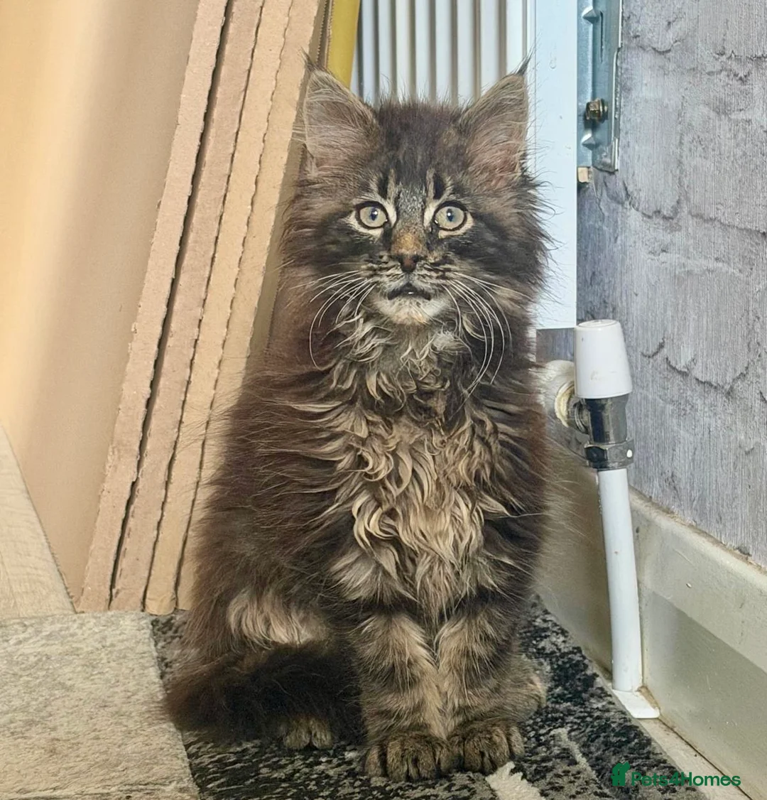 Maine Coon cats for sale: Pedigree Maine Coon Male Kitten - Advert 24