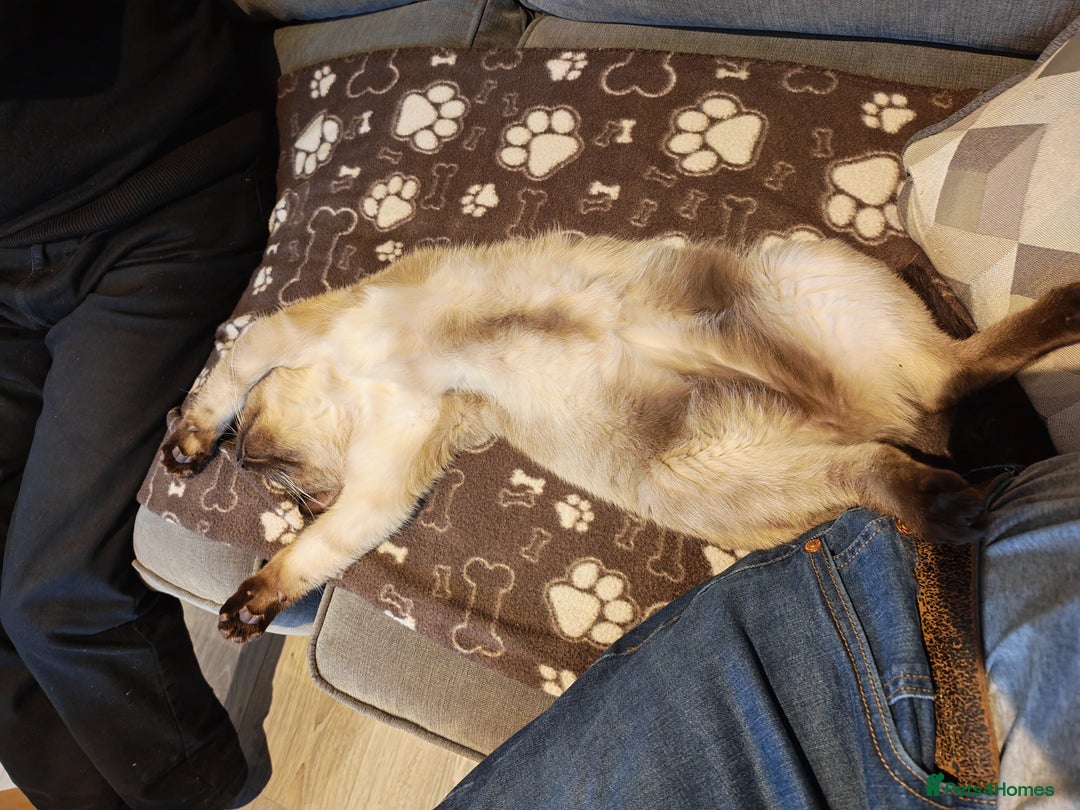 Mixed Breed cats for sale: Siamese kitten 6 months old - Advert 3