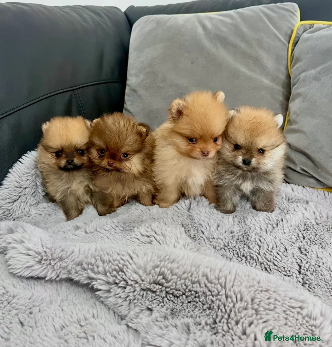 Pomeranian dogs for sale: 🔥🔝Show Class🐻Tiny🏆Championship  - Advert 1